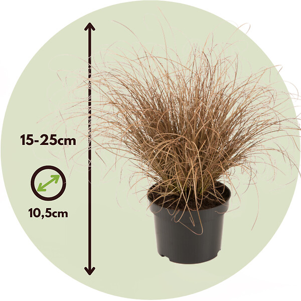 PLANT IN A BOX - Mélange de graminées - Set de 6 - Stipa, Festuca, Carex - H15-25cm - ⌀10,5cm - large