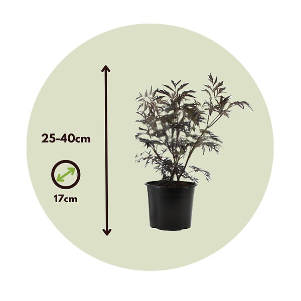 PLANT IN A BOX - Sureau noir - Set de 2 - Sambucus nigra 'Black Lace' - Hauteur 25-40cm - ⌀17cm - large