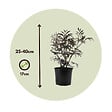 PLANT IN A BOX - Sureau noir - Set de 2 - Sambucus nigra 'Black Lace' - Hauteur 25-40cm - ⌀17cm - vignette