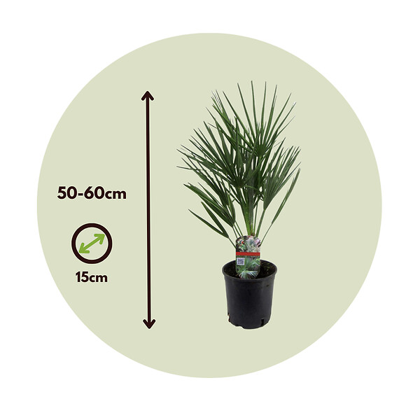PLANT IN A BOX - Palmier nain - Chamaerops humilis - Hauteur 50-60cm - ⌀15cm - large