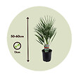 PLANT IN A BOX - Palmier nain - Chamaerops humilis - Hauteur 50-60cm - ⌀15cm - vignette