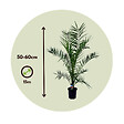 PLANT IN A BOX - Palmier Dattier des Canaries - Set de 2 - Phoenix - Hauteur 50-60cm - ⌀15cm - vignette