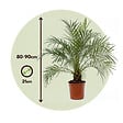 PLANT IN A BOX - Palmier Dattier nain - Phoenix roebelenii - Hauteur 80-90cm - ⌀21cm - vignette