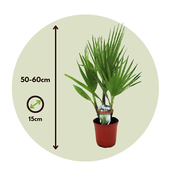 PLANT IN A BOX - Palmier de Washington - Washingtonia robusta - Hauteur 50-60cm - ⌀15cm - large