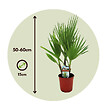 PLANT IN A BOX - Palmier de Washington - Washingtonia robusta - Hauteur 50-60cm - ⌀15cm - vignette