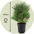 PLANT IN A BOX - Palmier nain - Chamaerops 'Vulcano' - Hauteur 45-55cm - ⌀24cm - vignette