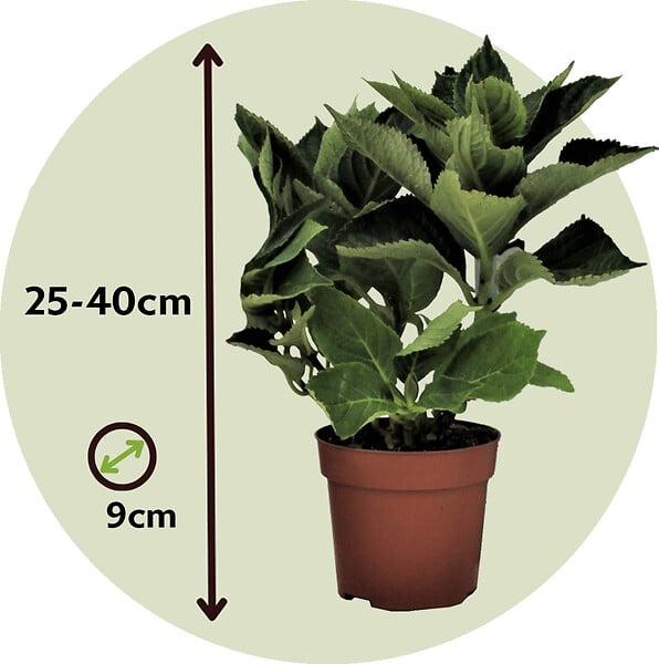 PLANT IN A BOX - Hortensia - Set de 6 - Hydrangea macrophylla - Hauteur 25-40cm - ⌀10,5cm - large