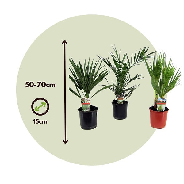 PLANT IN A BOX - Mélange de palmiers d'extérieur - Set de 6 - Hauteur 50-70cm - ⌀15cm - large