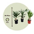 PLANT IN A BOX - Mélange de palmiers d'extérieur - Set de 6 - Hauteur 50-70cm - ⌀15cm - vignette