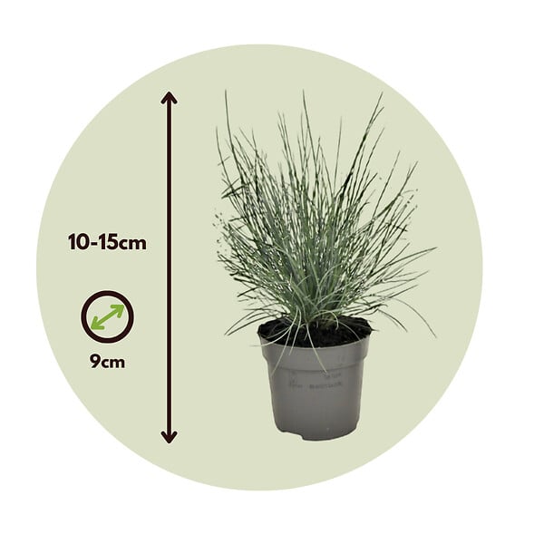PLANT IN A BOX - Fétuque - Set de 6 - Festuca glauca 'Elijah Blue' - Hauteur 10-15cm - ⌀9cm - large