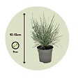 PLANT IN A BOX - Fétuque - Set de 6 - Festuca glauca 'Elijah Blue' - Hauteur 10-15cm - ⌀9cm - vignette