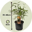 PLANT IN A BOX - Bambou non-traçant - Set de 6 - Fargesia rufa - Hauteur 25-40cm - ⌀13cm - vignette