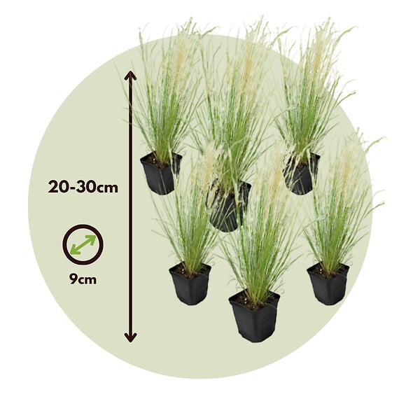 PLANT IN A BOX - Herbe aux plumes - Set de 6 - Stipa tenuifolia 'Pony Tails' - H20-30cm - ⌀9cm - large