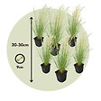 PLANT IN A BOX - Herbe aux plumes - Set de 6 - Stipa tenuifolia 'Pony Tails' - H20-30cm - ⌀9cm - vignette