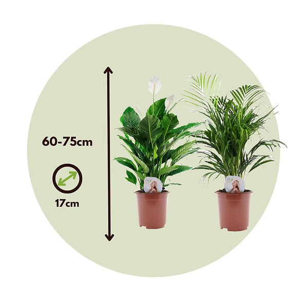 PLANT IN A BOX - Mélange de plantes d'intérieur - Set de 2 - Hauteur 60-75cm - ⌀17cm - large