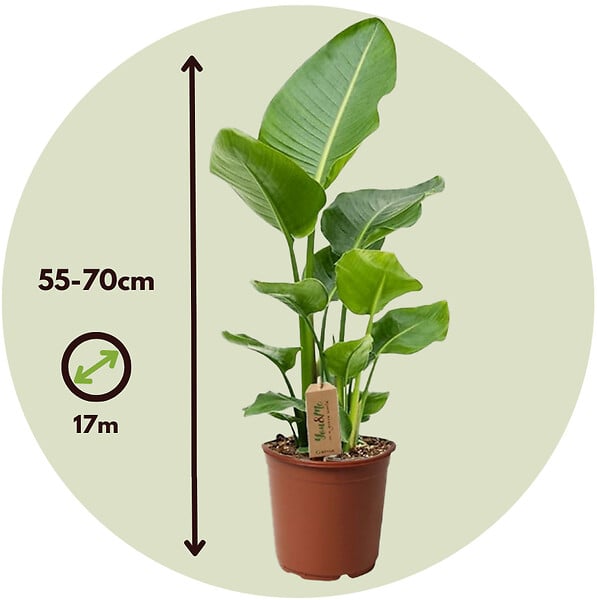 PLANT IN A BOX - Oiseau de paradis - Strelitzia nicolai - Hauteur 55-70cm - ⌀17cm - large