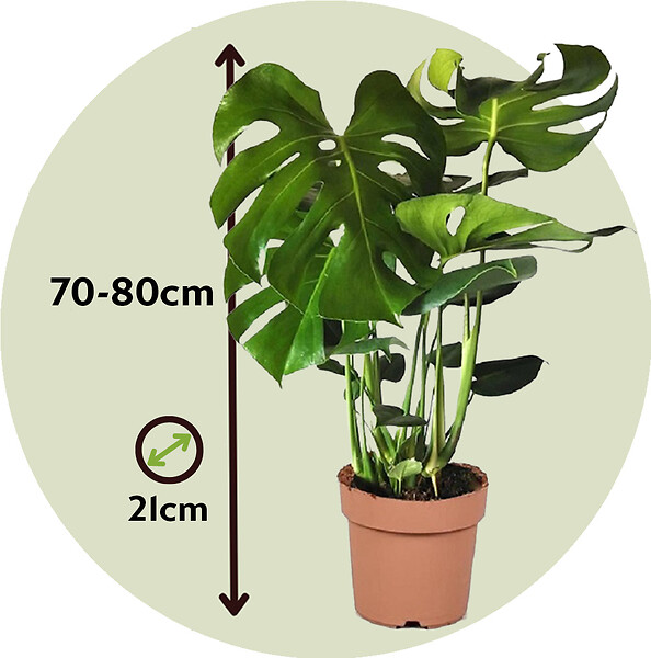 PLANT IN A BOX - Plante à trous - Set de 2 - Monstera deliciosa - Hauteur 70-80cm - ⌀21cm - large