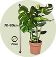 PLANT IN A BOX - Plante à trous - Set de 2 - Monstera deliciosa - Hauteur 70-80cm - ⌀21cm - vignette
