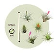 PLANT IN A BOX - Plante aérienne - Set de 6 - Tillandsia - Hauteur 5-15cm - ⌀5cm - vignette