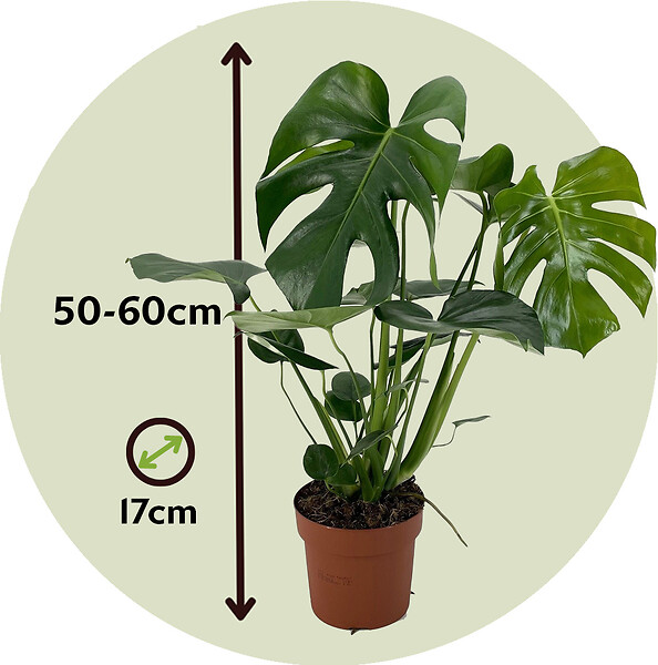 PLANT IN A BOX - Plante à trous - Set de 2 - Monstera deliciosa - Hauteur 50-60cm - ⌀17cm - large
