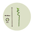 PLANT IN A BOX - Lucky Bamboo - Set de 6 - Dracaena sanderiana - Hauteur 40-50cm - ⌀2cm - vignette