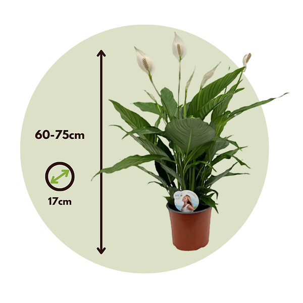 PLANT IN A BOX - Fleur de lune - Spathiphyllum 'Lima' - Hauteur 60-75cm - ⌀17cm - large