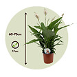 PLANT IN A BOX - Fleur de lune - Spathiphyllum 'Lima' - Hauteur 60-75cm - ⌀17cm - vignette