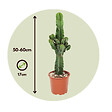 PLANT IN A BOX - Euphorbe ingens - Euphorbia ingens - Hauteur 50-60cm - ⌀17cm - vignette