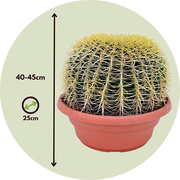 PLANT IN A BOX - Cactus de Noël - Echinocactus grusonii - Hauteur 25-35cm - ⌀25cm - large