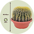 PLANT IN A BOX - Cactus de Noël - Echinocactus grusonii - Hauteur 25-35cm - ⌀25cm - vignette