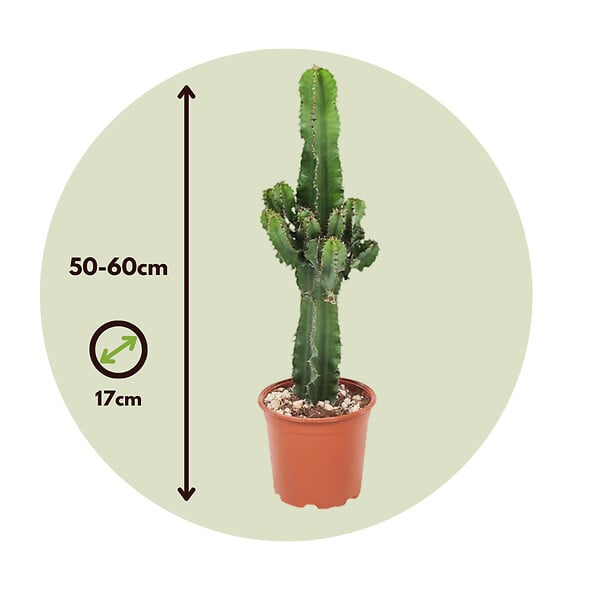 PLANT IN A BOX - Euphorbe ingens - Set de 2 - Euphorbia ingens - Hauteur 50-60cm - ⌀17cm - large