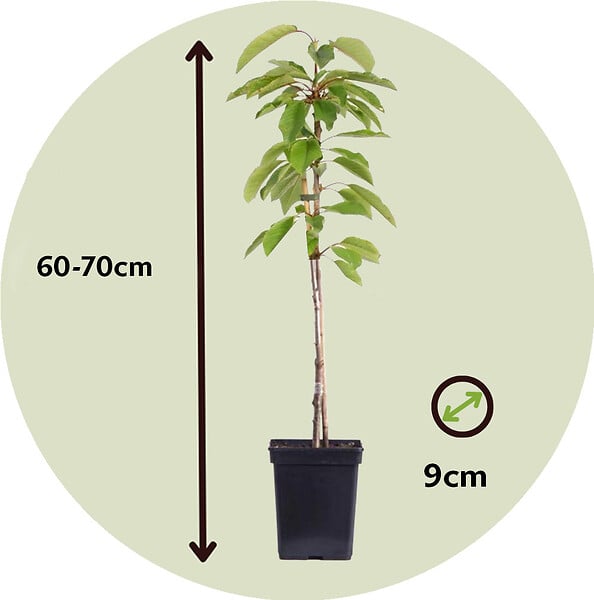 PLANT IN A BOX - Arbres fruitiers -  x4 - Pommier, Cerisier, Poirier et Prunier - 60-70cm - ⌀9cm - large