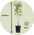 PLANT IN A BOX - Arbres fruitiers -  x4 - Pommier, Cerisier, Poirier et Prunier - 60-70cm - ⌀9cm - vignette