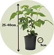 PLANT IN A BOX - Framboise de Tay - Set de 3 - Rubus 'Tayberry' - Hauteur 25-40cm - ⌀9cm - vignette
