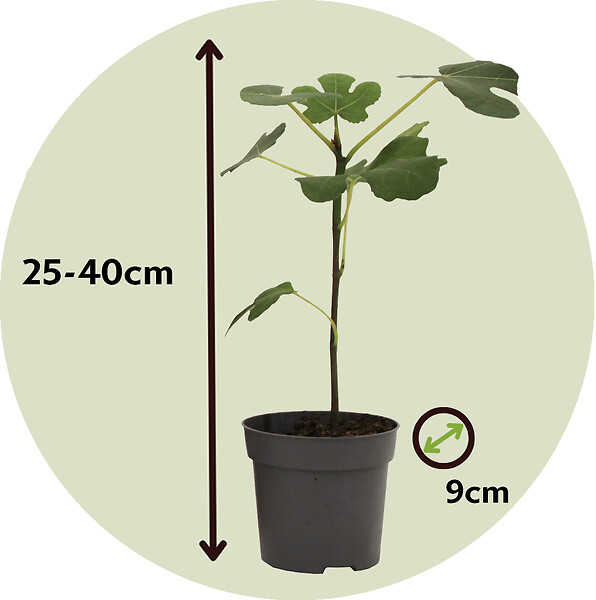 PLANT IN A BOX - Mélange d'arbres fruitiers - Set de 4 - Hauteur 25-40cm - ⌀9cm - large