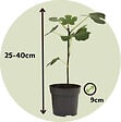 PLANT IN A BOX - Mélange d'arbres fruitiers - Set de 4 - Hauteur 25-40cm - ⌀9cm - vignette