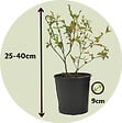 PLANT IN A BOX - Mélange de plantes fruitières - Set de 3 - Lycium, Vaccinium - H25-40cm - ⌀9cm - vignette