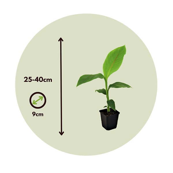 PLANT IN A BOX - Bananier du Japon - Set de 6 - Musa basjoo - Hauteur 25-40cm - ⌀9cm - large