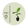 PLANT IN A BOX - Bananier du Japon - Set de 6 - Musa basjoo - Hauteur 25-40cm - ⌀9cm - vignette