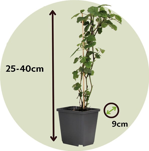 PLANT IN A BOX - Mélange de baies - Set de 8 - Rubus, rubrum, Uva, Fructosus - H25-40cm - ⌀9cm - large