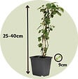 PLANT IN A BOX - Mélange de baies - Set de 8 - Rubus, rubrum, Uva, Fructosus - H25-40cm - ⌀9cm - vignette