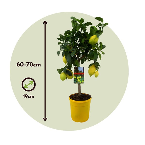PLANT IN A BOX - Citronnier - Citrus limon - Hauteur 60-70cm - ⌀19cm - large