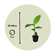 PLANT IN A BOX - Bananier du Japon - Set de 4 - Musa basjoo - Hauteur 25-40cm - ⌀9cm - vignette