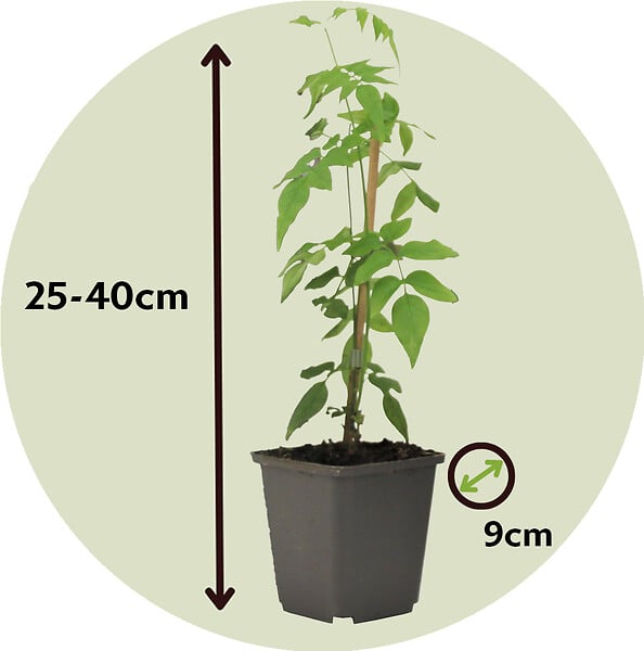 PLANT IN A BOX - Jasmin étoilé - Set de 3 - Jasminum 'Officinale' - Hauteur 25-40cm - ⌀9cm - large