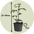 PLANT IN A BOX - Passiflore - Set de 3 - Passiflora hybridum - Hauteur 25-40cm - ⌀9cm - vignette