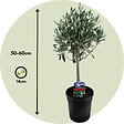 PLANT IN A BOX - Olivier - Set de 2 - Olea europaea - Hauteur 50-60cm - ⌀14cm - vignette