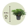 PLANT IN A BOX - Pittospore du Japon - Pittosporum tobira nanum - Hauteur 30-40cm - ⌀19cm - vignette