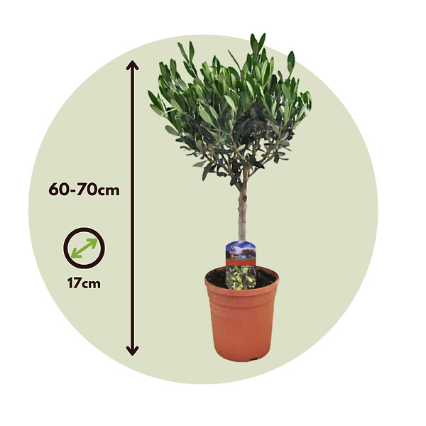 PLANT IN A BOX - Olivier - Olea europaea - Hauteur 60-70cm - ⌀17cm - large