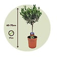 PLANT IN A BOX - Olivier - Olea europaea - Hauteur 60-70cm - ⌀17cm - vignette