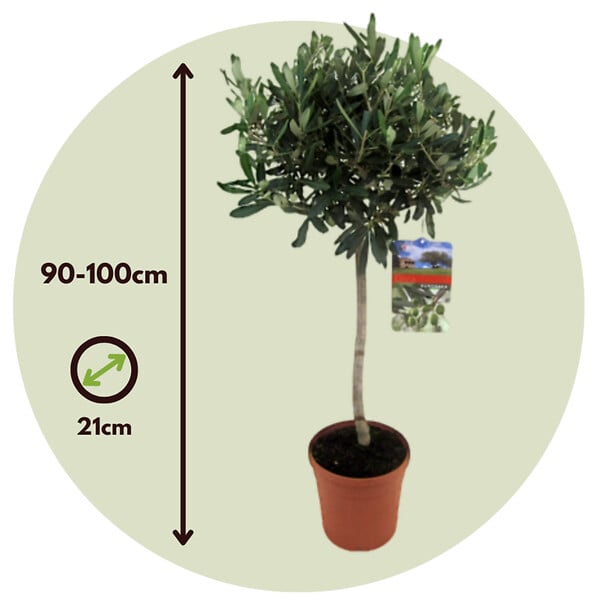 PLANT IN A BOX - Olivier - Olea europaea - Hauteur 90-100cm - ⌀21cm - large